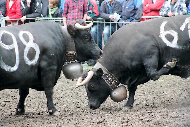 Lange Kämpfe. Stechfreudige Eringerkühe am Sonntag im Rarner Goler. 