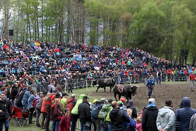 Impressionen vom ersten Stechfest 2017 im Goler im Oberwallis. 