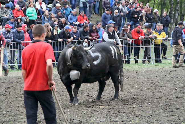 Impressionen vom ersten Stechfest 2017 im Goler im Oberwallis. 