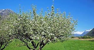 Besonders Obstkulturen sind von der Schmierlaus betroffen.