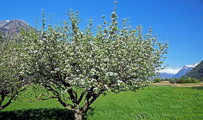 Besonders Obstkulturen sind von der Schmierlaus betroffen.