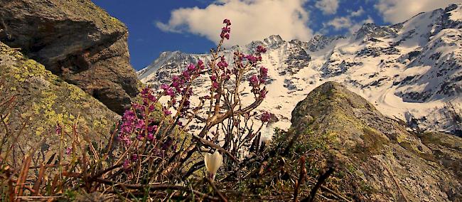 Starke Nordwinde bringen für Mitte April zu kalte Polarluft in die Schweiz.