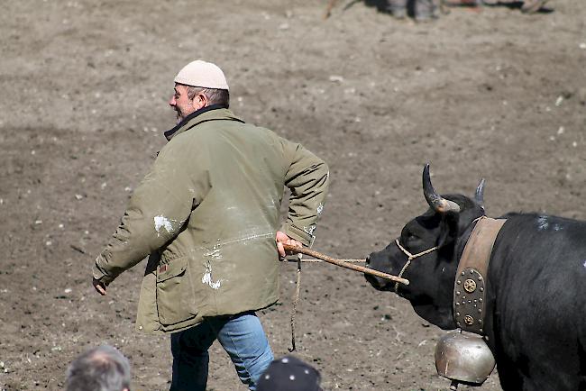 Impressionen vom diesjährigen Vifra-Ringkuhkampf in der Arena Goler. 