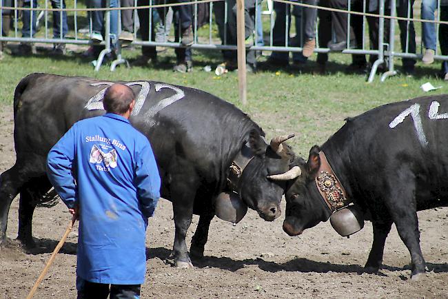 Bereits in den Ausscheidungskämpfen lieferten sich die Tiere teils hartnäckige Auseinandersetzungen. 