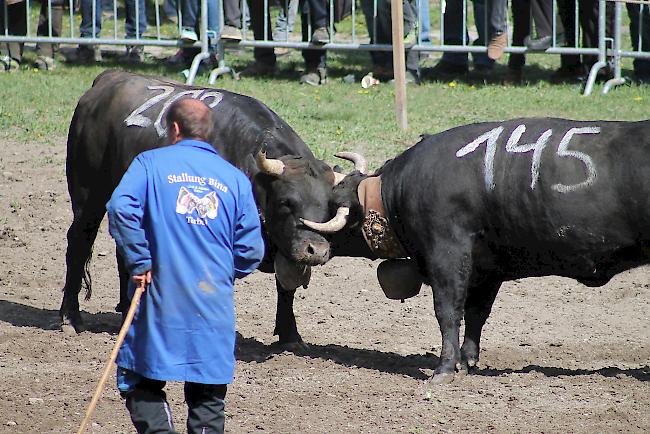 Impressionen vom diesjährigen Vifra-Ringkuhkampf in der Arena Goler. 