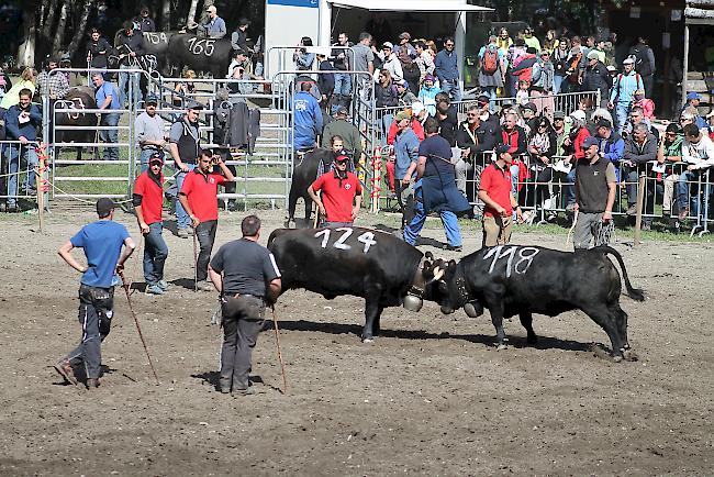 Impressionen vom diesjährigen Vifra-Ringkuhkampf in der Arena-Goler. 