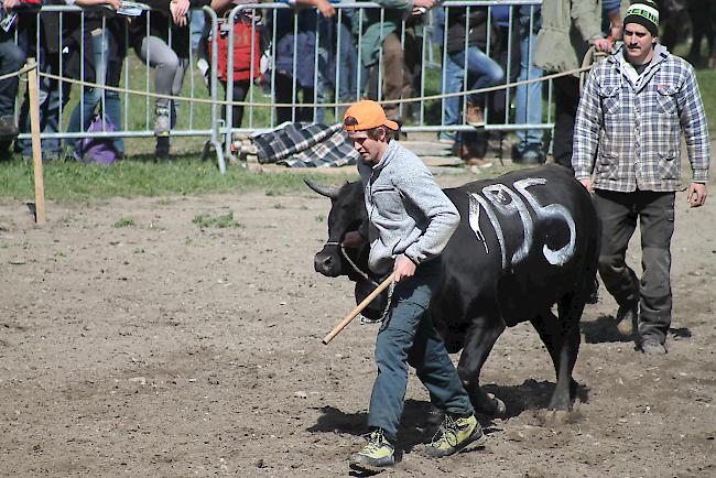 Impressionen vom diesjährigen Vifra-Ringkuhkampf in der Arena Goler. 