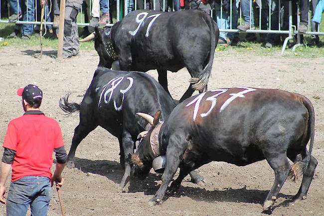 Impressionen vom diesjährigen Vifra-Ringkuhkampf in der Arena Goler. 