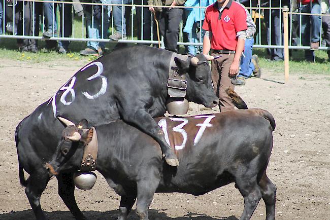 Impressionen vom diesjährigen Vifra-Ringkuhkampf in der Arena Goler. 