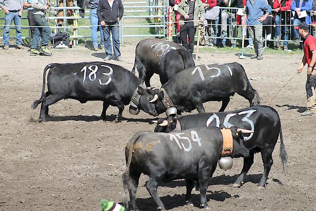 Impressionen vom diesjährigen Vifra-Ringkuhkampf in der Arena Goler. 