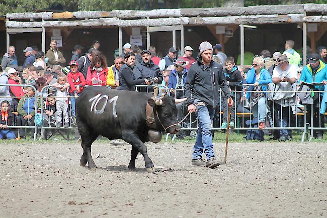 Impressionen vom diesjährigen Vifra-Ringkuhkampf in der Arena Goler. 