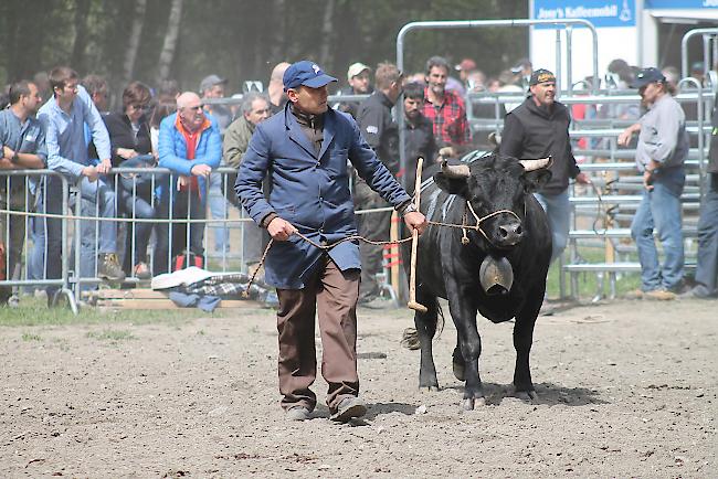 Impressionen vom diesjährigen Vifra-Ringkuhkampf in der Arena Goler. 