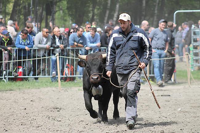 Impressionen vom diesjährigen Vifra-Ringkuhkampf in der Arena Goler. 