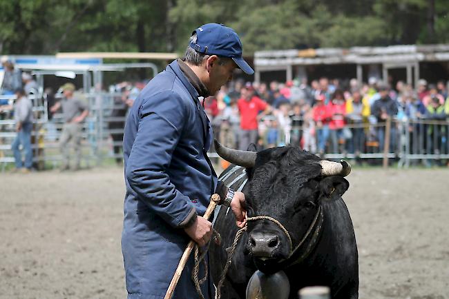 Impressionen vom diesjährigen Vifra-Ringkuhkampf in der Arena Goler. 