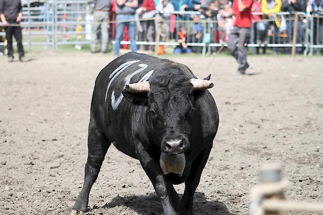 Impressionen vom diesjährigen Vifra-Ringkuhkampf in der Arena Goler. 