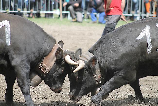 Impressionen vom diesjährigen Vifra-Ringkuhkampf in der Arena Goler. 