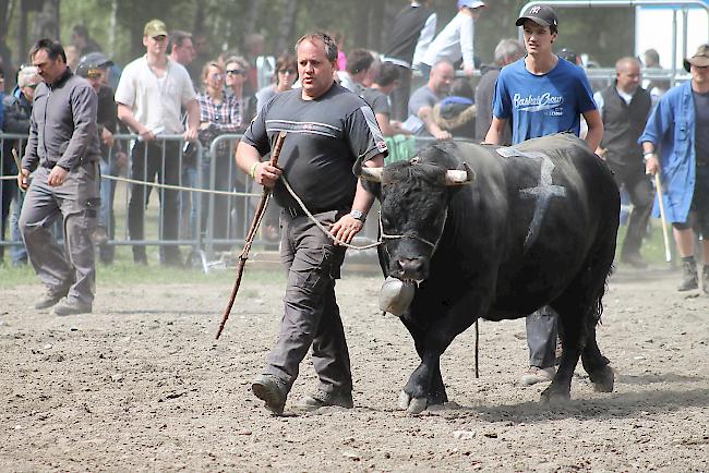 Impressionen vom diesjährigen Vifra-Ringkuhkampf in der Arena Goler.