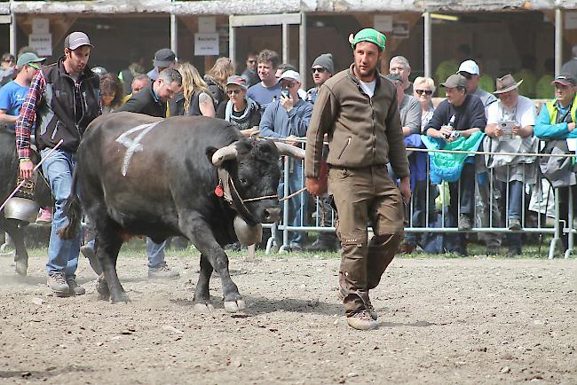 Impressionen vom diesjährigen Vifra-Ringkuhkampf in der Arena Goler.