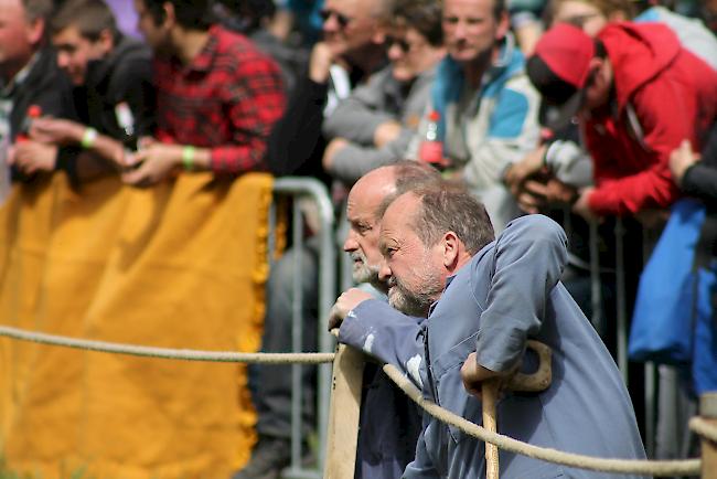 Impressionen vom diesjährigen Vifra-Ringkuhkampf in der Arena Goler.