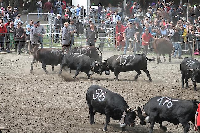 Finaldurchgang der Kategorie Rinder A.