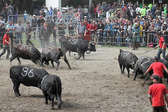 Finaldurchgang der Kategorie Rinder A.