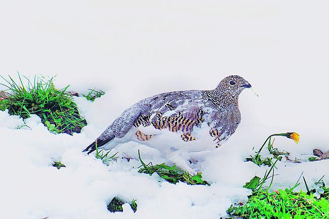 Gerät immer mehr unter Druck – ein Schneehuhn im Sommergefieder.