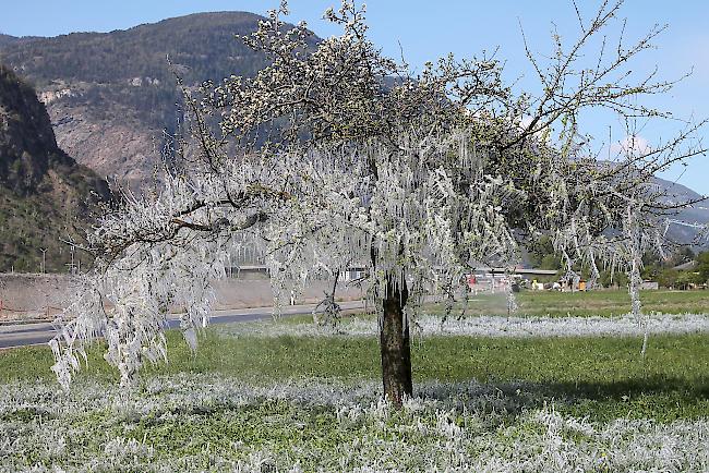 Halb Frühling, halb Winter – durch Frostschutzberegnung bei Obstbäumen in Lalden.