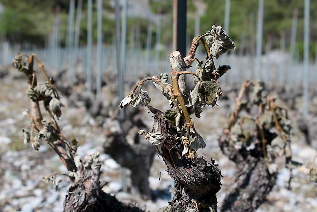 Frühlingsfrost. Enorme Schäden in den Walliser Weinbergen.