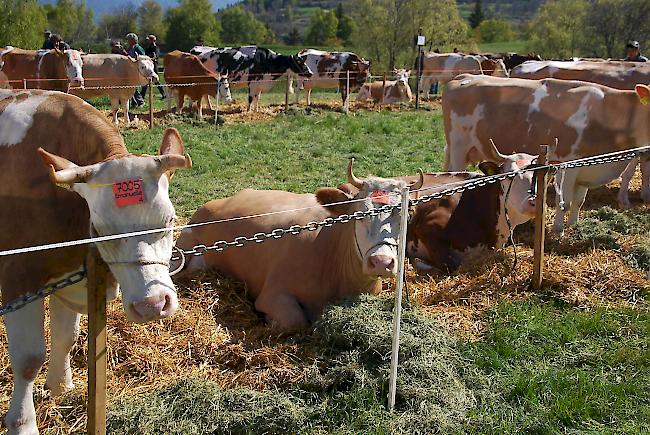 Impressionen der Frühjahrsschau in den Schattenbergen.