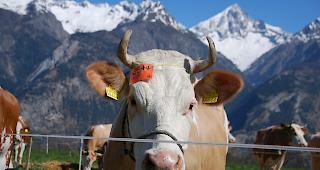 Impressionen der Fr&uuml;hjahrsschau in den Schattenbergen.