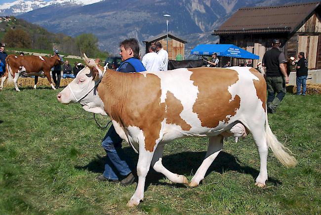 Impressionen der Frühjahrsschau in den Schattenbergen.