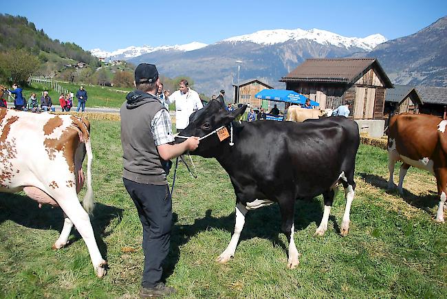 Impressionen der Frühjahrsschau in den Schattenbergen.