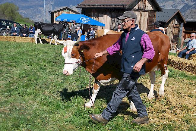 Impressionen der Frühjahrsschau in den Schattenbergen.