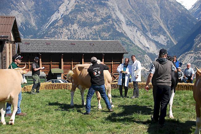 Impressionen der Frühjahrsschau in den Schattenbergen.