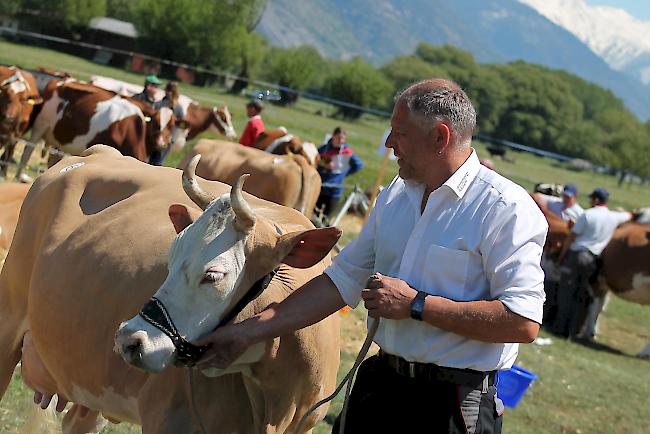 Impressionen von der achten Verbandsausstellung von swissherdbook/wallis.