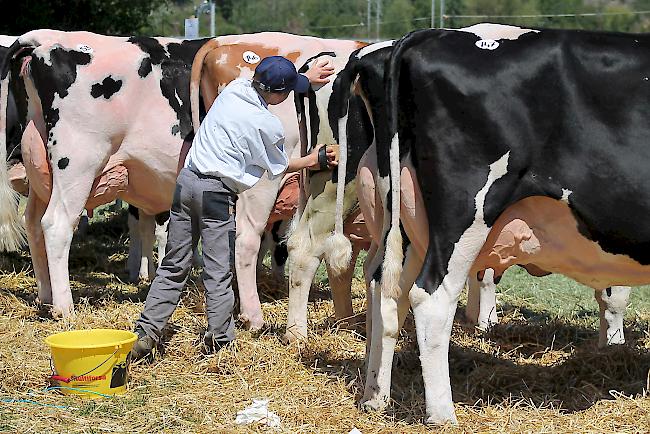 Impressionen von der achten Verbandsausstellung von swissherdbook/wallis.