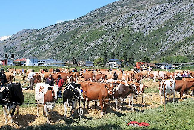 Impressionen von der achten Verbandsausstellung von swissherdbook/wallis.