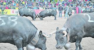 In Aproz wird die &laquo;Reine des Reines&raquo; erkoren.