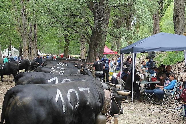 Fotoimpressionen vom Nationalen Finale der Eringerrasse in Aproz am Samstag vor den Finaldurchgängen. 