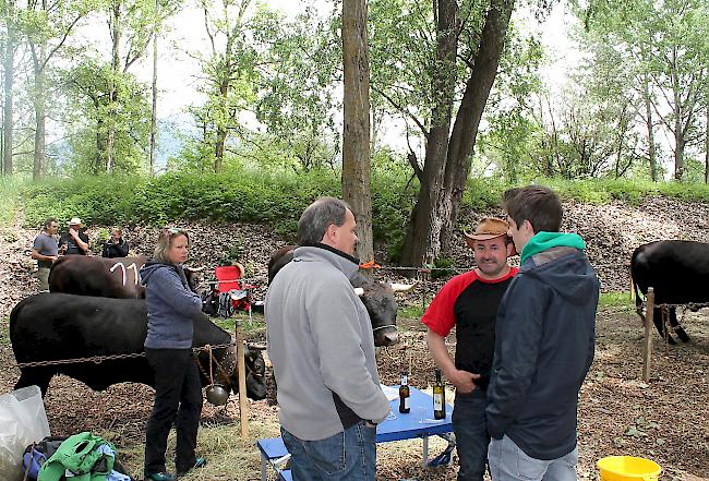 Fotoimpressionen vom Nationalen Finale der Eringerrasse in Aproz am Samstag vor den Finaldurchgängen. 