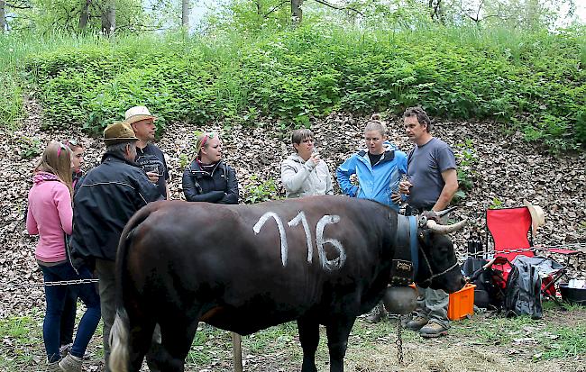 Fotoimpressionen vom Nationalen Finale der Eringerrasse in Aproz am Samstag vor den Finaldurchgängen. 