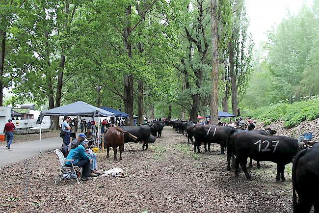 Fotoimpressionen vom Nationalen Finale der Eringerrasse in Aproz am Samstag vor den Finaldurchgängen. 