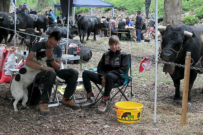 Fotoimpressionen vom Nationalen Finale der Eringerrasse in Aproz am Samstag vor den Finaldurchgängen. 