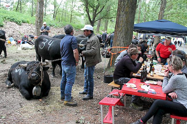 Fotoimpressionen vom Nationalen Finale der Eringerrasse in Aproz am Samstag vor den Finaldurchgängen. 