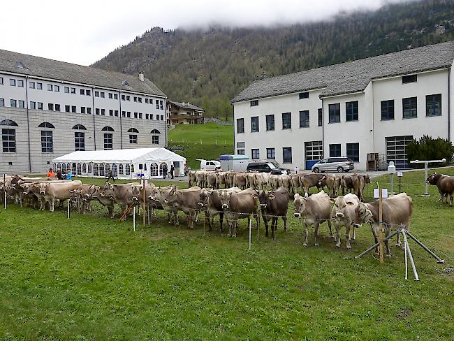 Das Braunvieh der Simplon Südseite an der Jubiläumsschau.