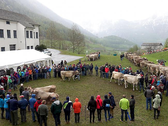 Interessiert verfolgt das Publikum die Rangierung der Tiere.