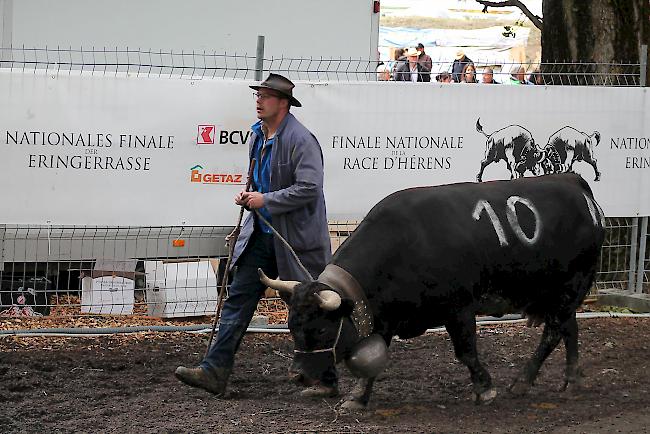 Züchter führen ihre Tiere in die Arena.