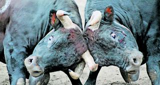 Auge in Auge. &laquo;Tzigane&raquo; (rechts) im finalen Durchgang um den Titel &laquo;Reine des Reines&raquo; 2017 gegen &laquo;Sina&raquo;.  