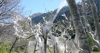 Die Gespinstmotten ummanteln die &Auml;ste mit einem silbrig-weissen Netzgewebe.