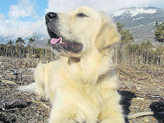 In Baltschieder bereiten frei lau­fende Hunde Sorgen.